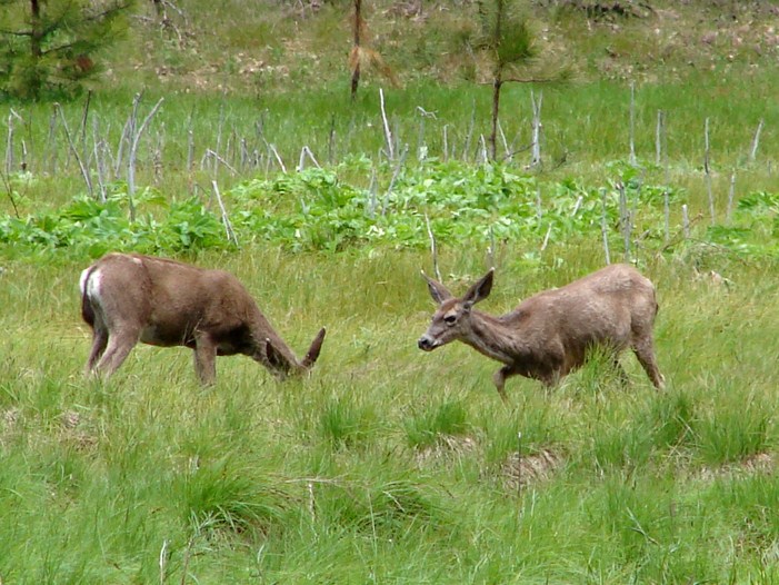 FAUNE 4 (21).JPG